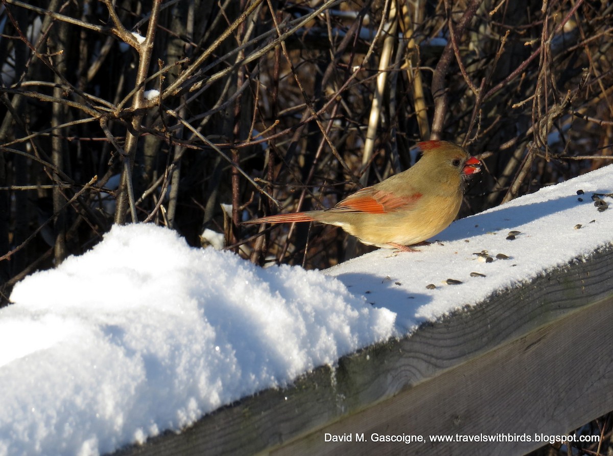 Northern Cardinal (Common) - David Gascoigne