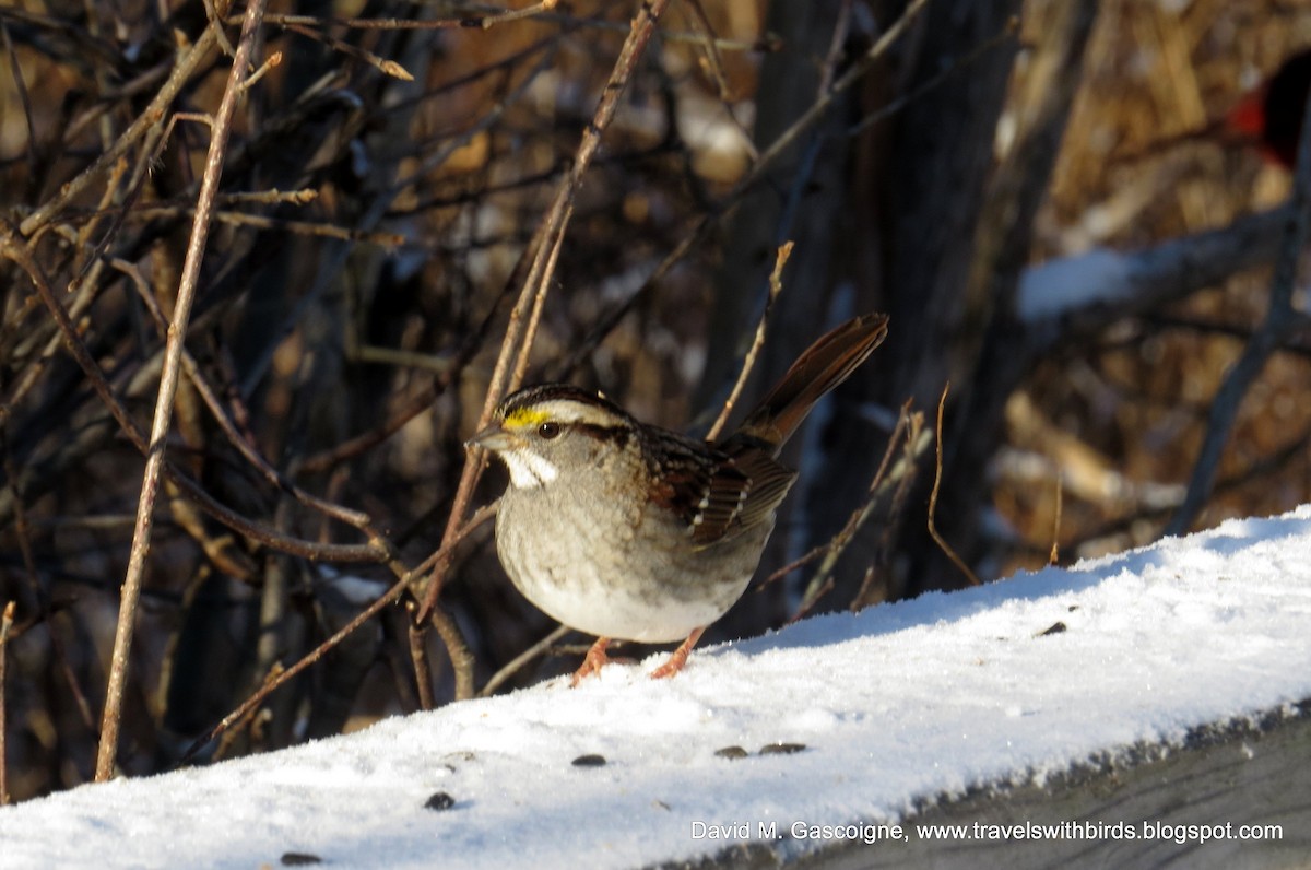 White-throated Sparrow - ML205303701