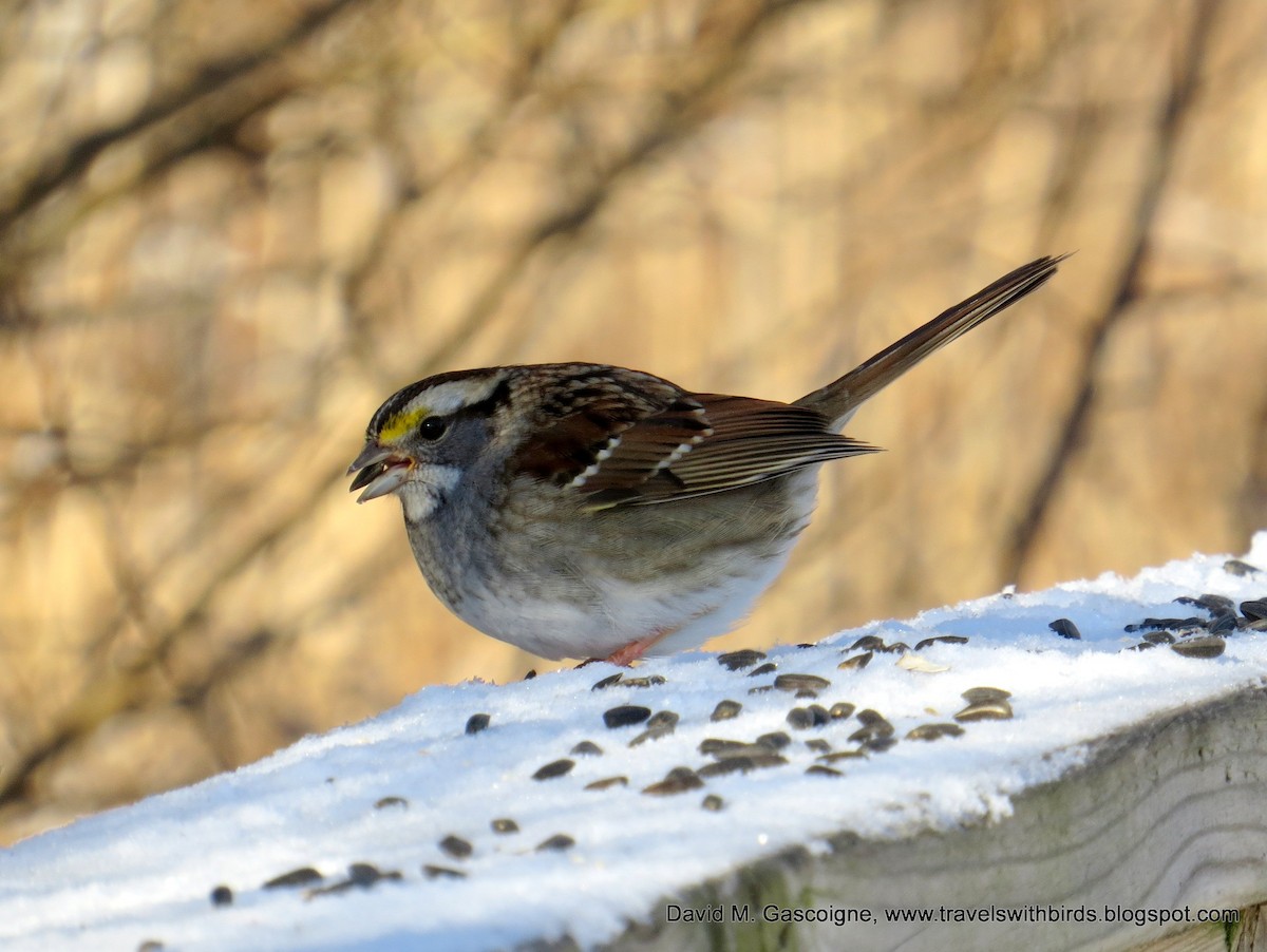 White-throated Sparrow - David Gascoigne