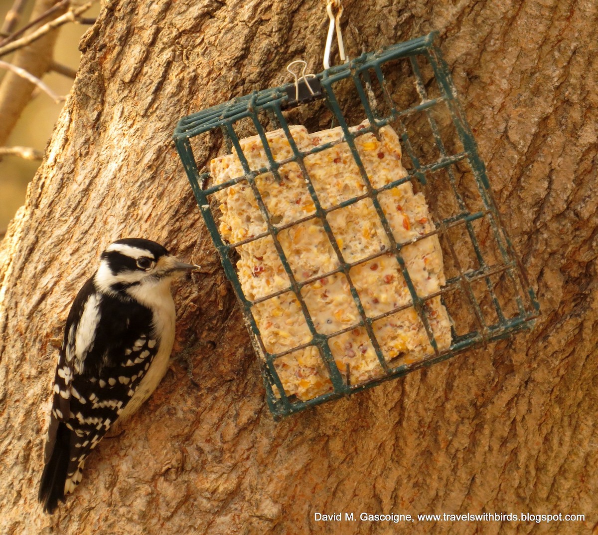 Downy Woodpecker (Eastern) - David Gascoigne