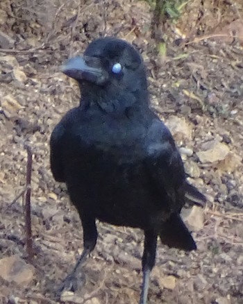 Large-billed Crow - shantilal  Varu