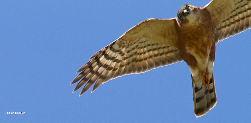 Rufous-breasted Sparrowhawk (Ethiopian) - Fran Trabalon