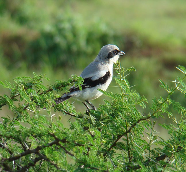 Great Gray Shrike - shantilal  Varu