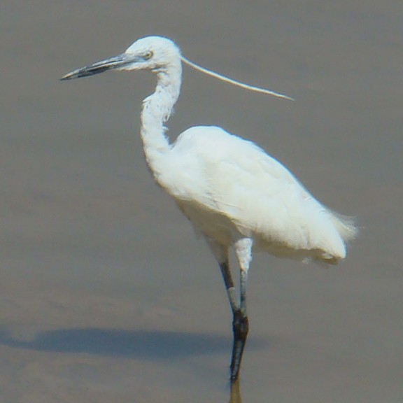 Little Egret (Western) - shantilal  Varu