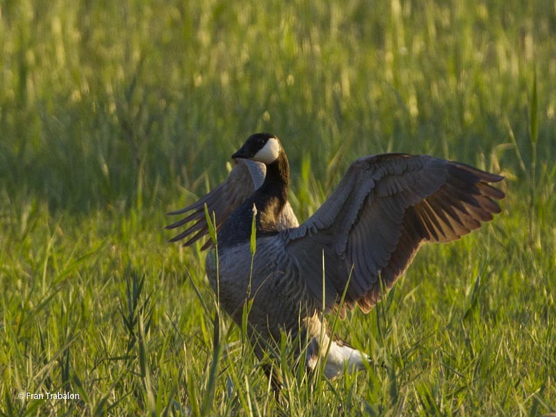 Barnacle x Cackling Goose (hybrid) - Fran Trabalon