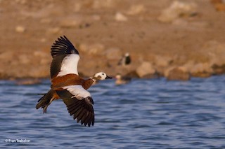 South African Shelduck, ML205309561