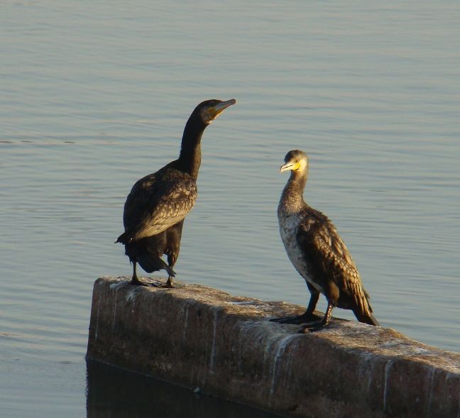 Great Cormorant - shantilal  Varu