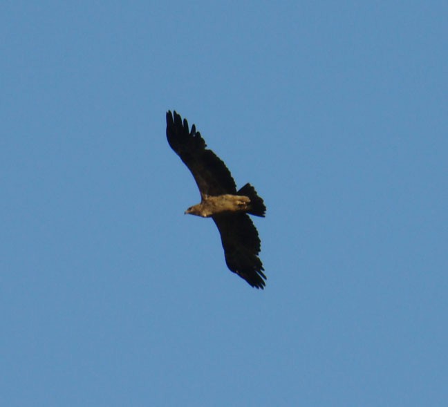 Tawny Eagle - shantilal  Varu