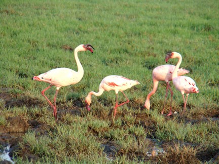 Lesser Flamingo - shantilal  Varu