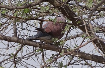 Red Collared-Dove - shantilal  Varu