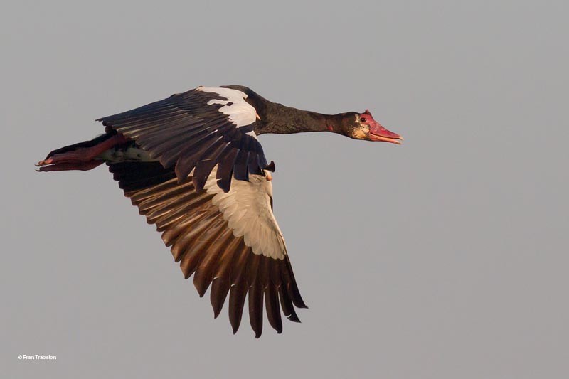 Spur-winged Goose (Northern) - Fran Trabalon