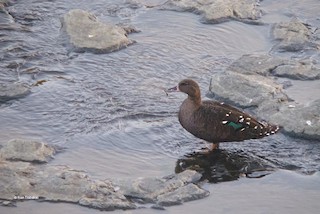 African Black Duck, ML205312031