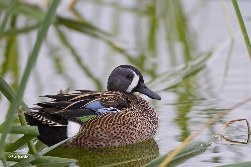 Blue-winged Teal - ML205312071