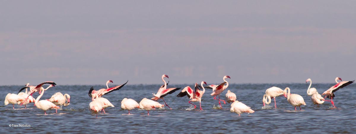 Lesser Flamingo - Fran Trabalon