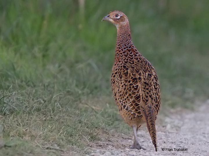 Ring-necked Pheasant - Fran Trabalon