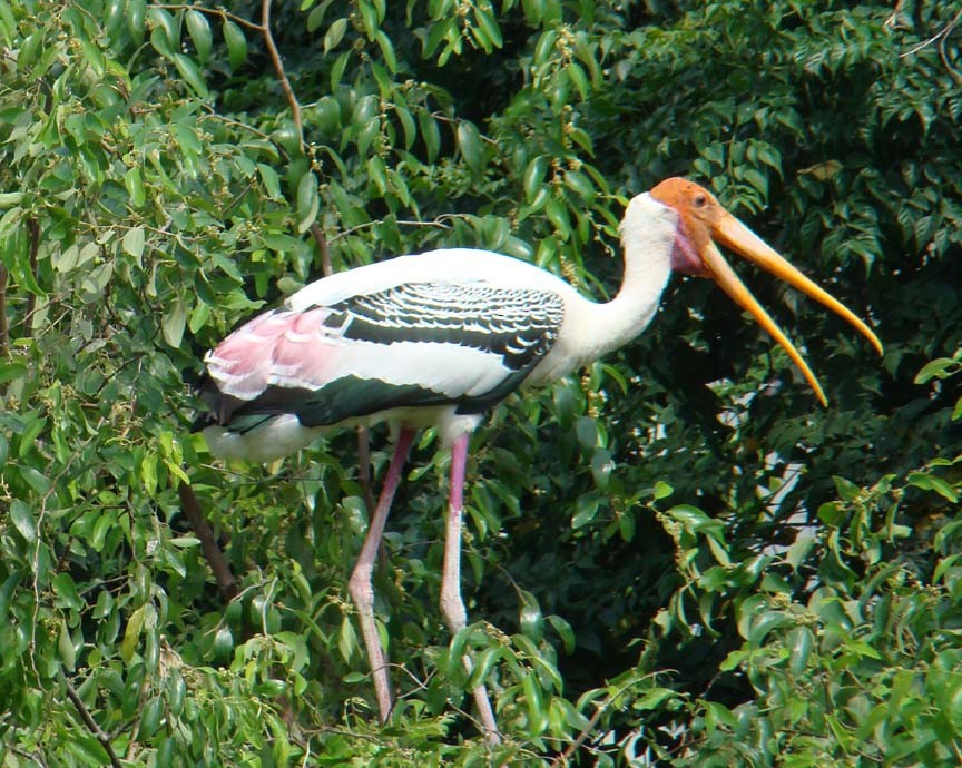 Painted Stork - shantilal  Varu