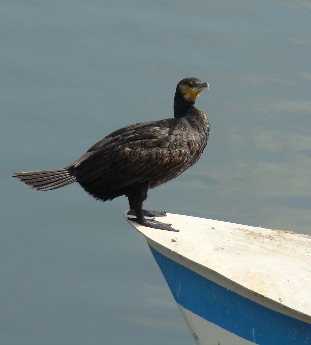 Great Cormorant - shantilal  Varu