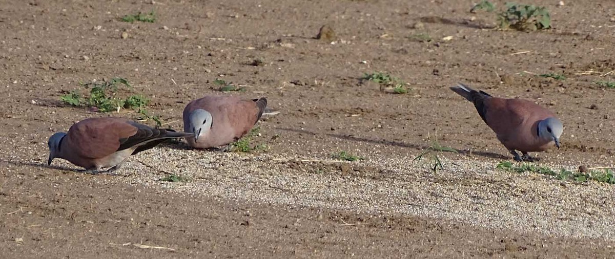 Red Collared-Dove - ML205316991