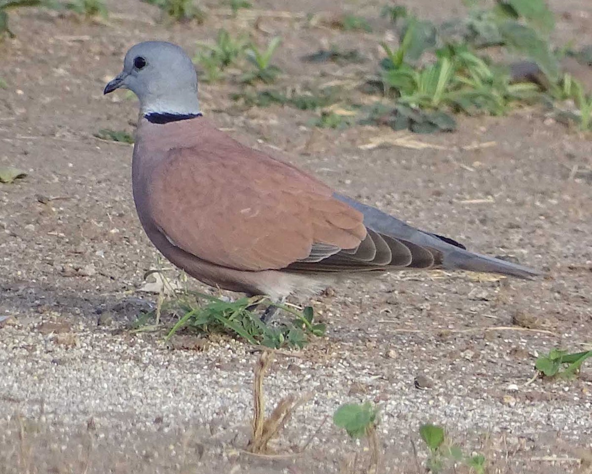 Red Collared-Dove - ML205317001