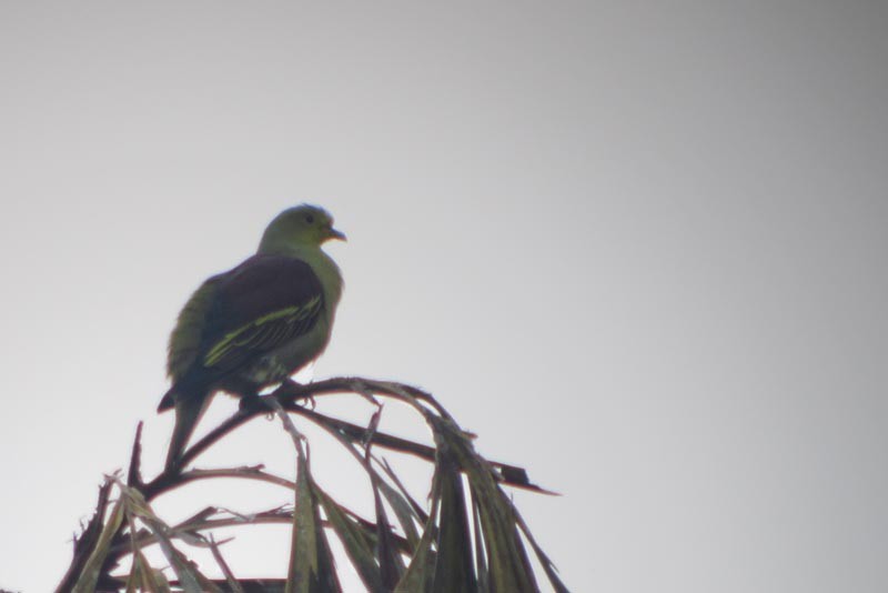 Sri Lanka Green-Pigeon - Fran Trabalon