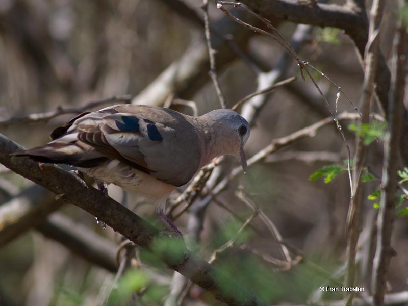 Blue-spotted Wood-Dove - Fran Trabalon