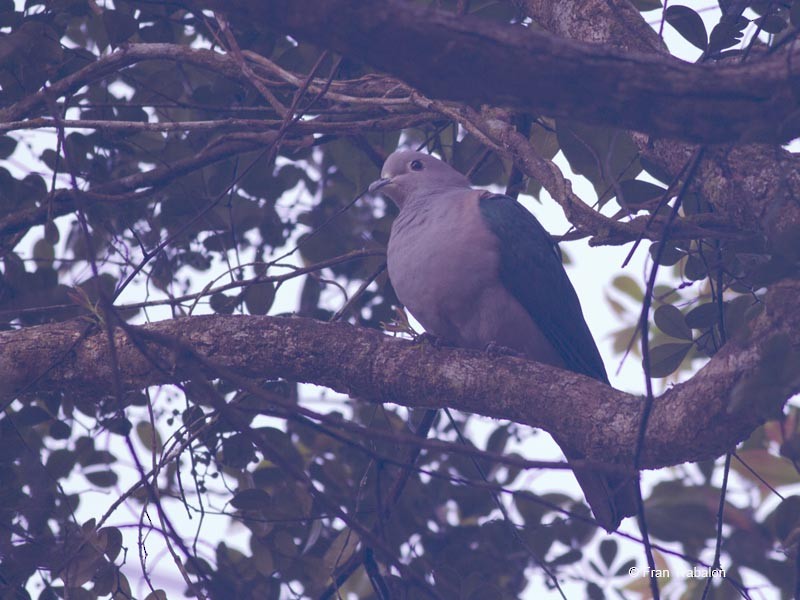 Green Imperial-Pigeon (Green) - ML205317591