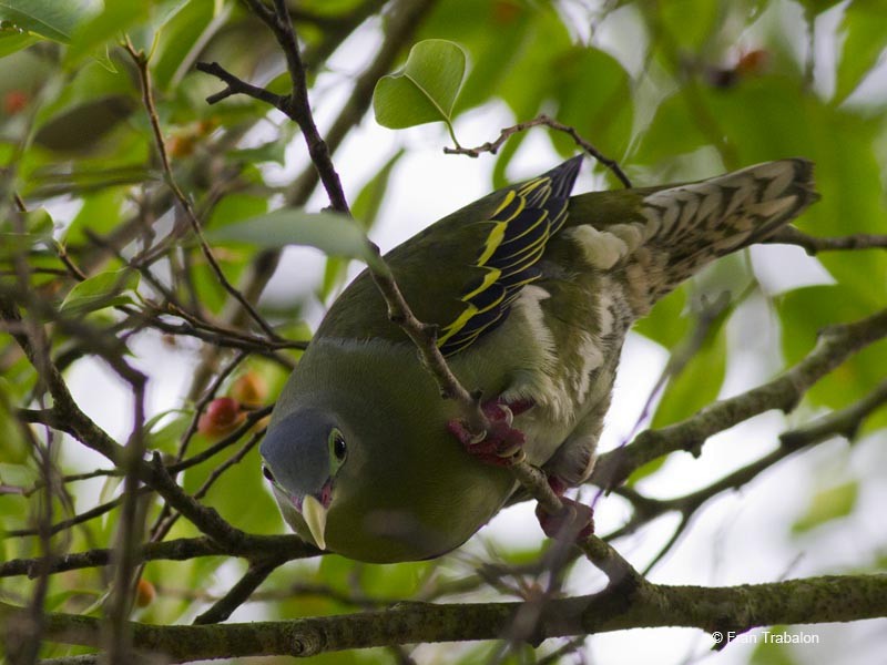 Thick-billed Green-Pigeon - ML205317631