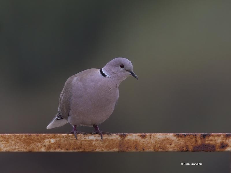 African Collared-Dove - ML205317781