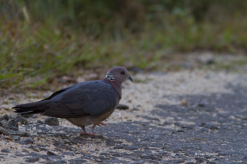 Sri Lanka Wood-Pigeon - Fran Trabalon