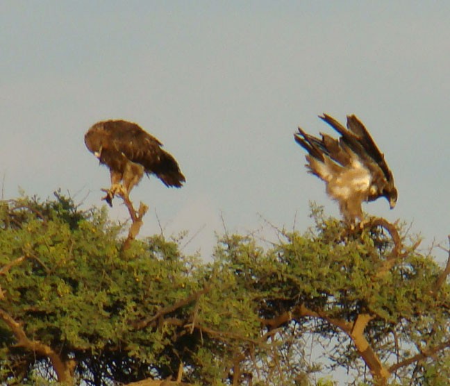 Tawny Eagle - shantilal  Varu