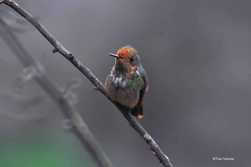 Frilled Coquette - ML205320541