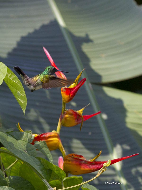 Snowy-bellied Hummingbird - Fran Trabalon