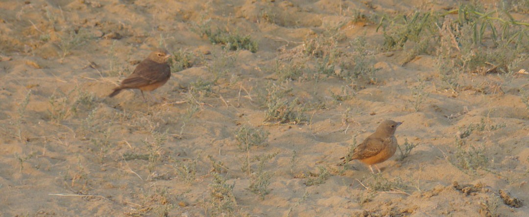 Rufous-tailed Lark - shantilal  Varu