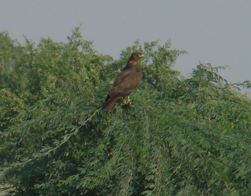 Long-legged Buzzard - shantilal  Varu