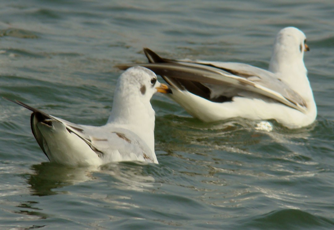 Brown-headed Gull - shantilal  Varu