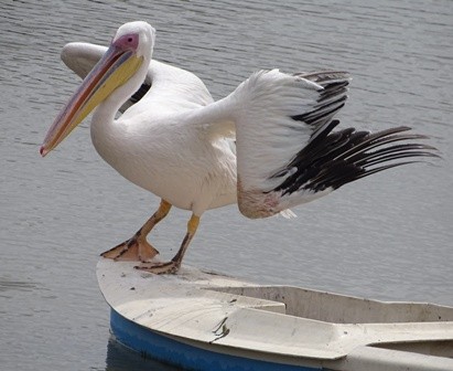 Great White Pelican - shantilal  Varu