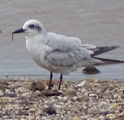Gull-billed Tern - shantilal  Varu