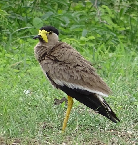 Yellow-wattled Lapwing - shantilal  Varu