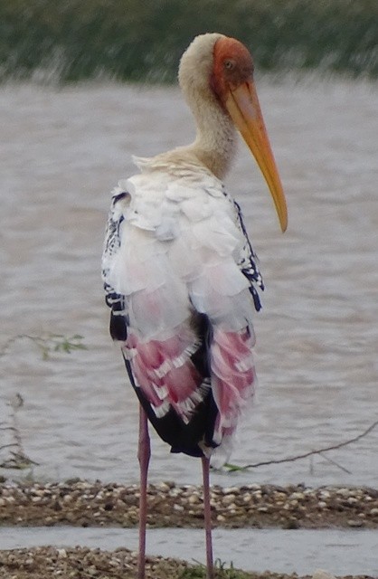 Painted Stork - shantilal  Varu