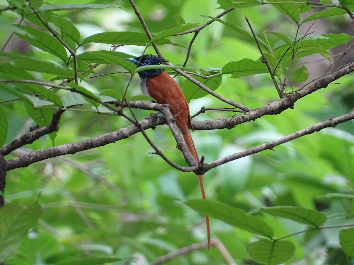 Indian Paradise-Flycatcher - shantilal  Varu