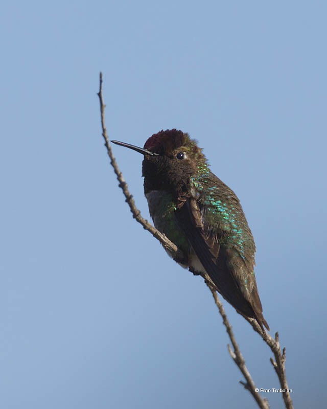 Costa's Hummingbird - Fran Trabalon