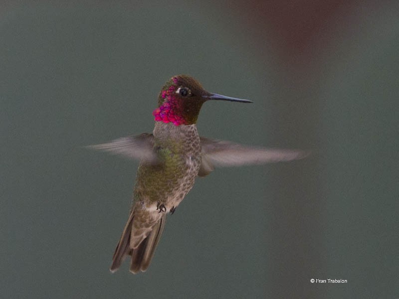 Anna's Hummingbird - Fran Trabalon