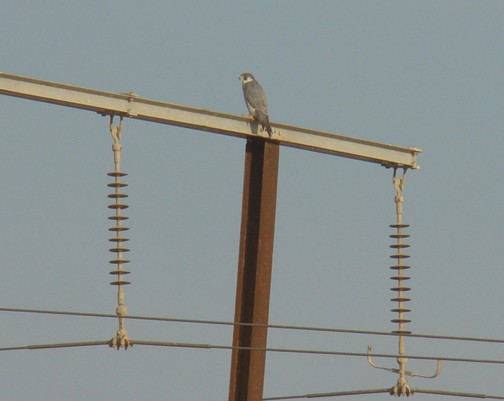 Peregrine Falcon - shantilal  Varu