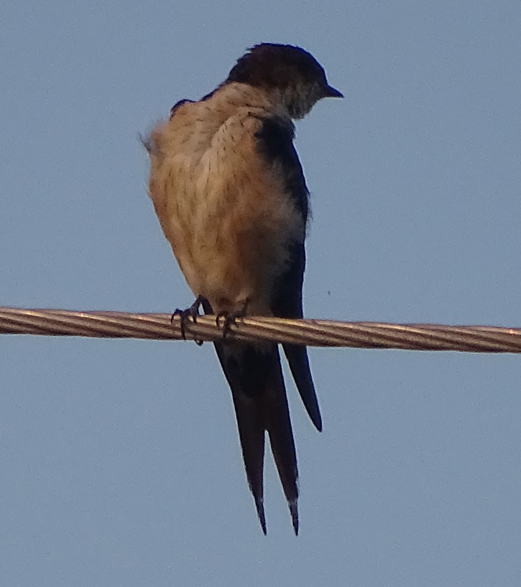 Red-rumped Swallow - shantilal  Varu