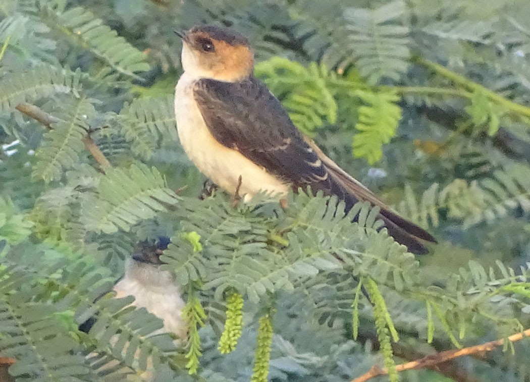 Red-rumped Swallow - ML205325211