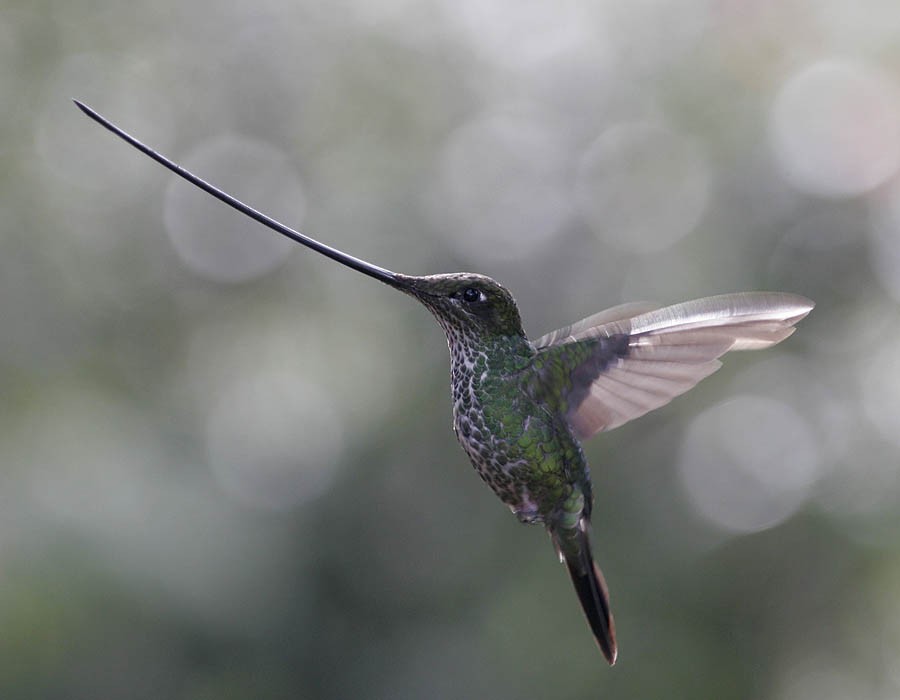 Sword-billed Hummingbird - Pia Öberg