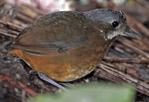 Moustached Antpitta - ML205325741
