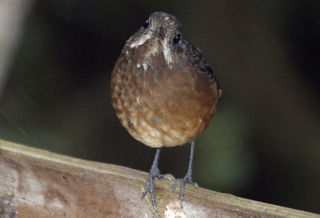 Moustached Antpitta - ML205325761
