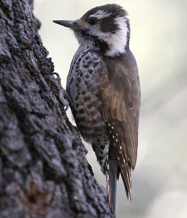 Arizona Woodpecker - Pia Öberg