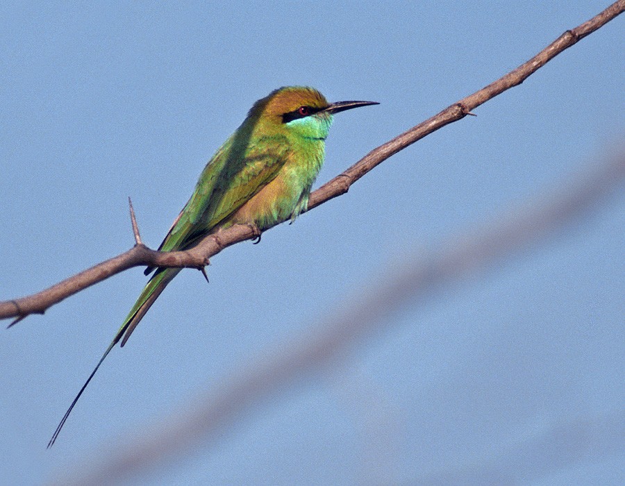 Asian Green Bee-eater - ML205326041